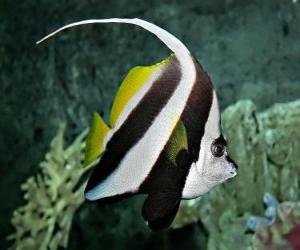 Układanka coralfish Pennant