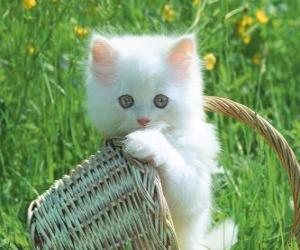 Układanka Cute białego kitten