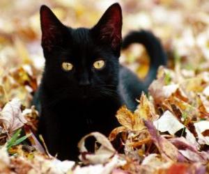 Układanka Czarny kot