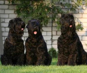 Układanka Czarny Terier Rosyjski to rasa psa opracowany jako pies stróżujący i policji
