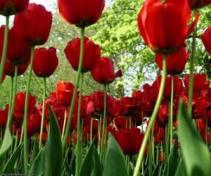 Układanka Czerwony Tulipany