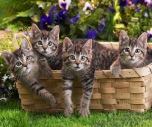 Układanka Cztery kocięta w koszyku