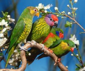 Układanka Cztery parakeets