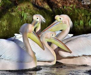 Układanka Cztery różowe pelikany