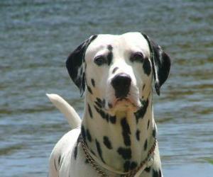 Układanka Dalmacji psa z jego skóry w miejscach objętych