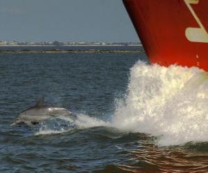 Układanka delfinem i skoki w przód łodzi