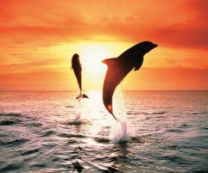 Układanka Delfiny na zachód słońca