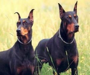 Układanka Doberman