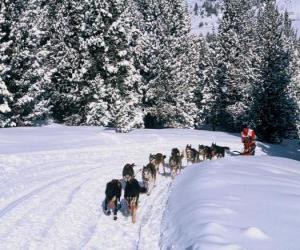 Układanka Dogsledding