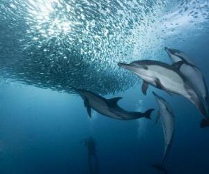 Układanka Dolphin połowów sardynek