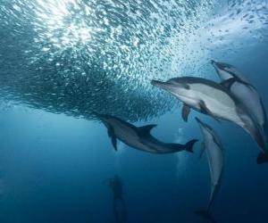 Układanka Dolphin połowów sardynek