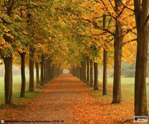 Układanka Droga wśród drzew jesienią
