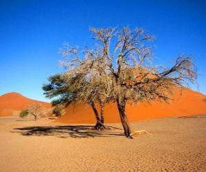 Układanka Drzewa na pustyni