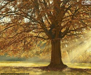 Układanka Drzewo liściaste jesienią