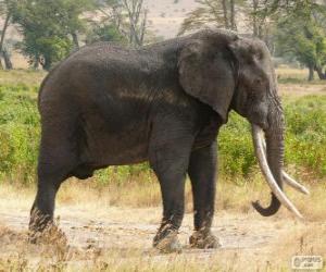 Układanka Duży słoń