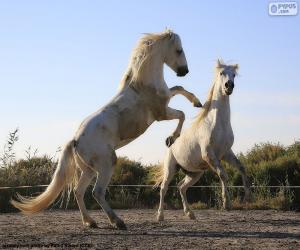 Układanka Dwa białe konie