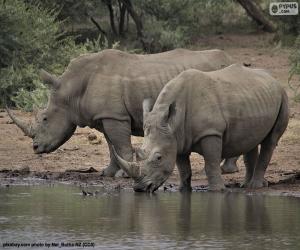 Układanka Dwa duże białe nosorożce
