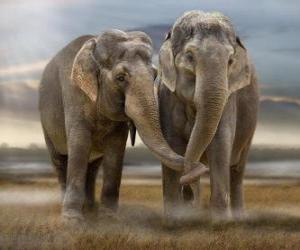 Układanka Dwa duże słonie z splecione pnie