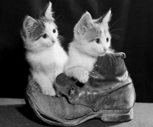 Układanka Dwa kociaki na górze buta
