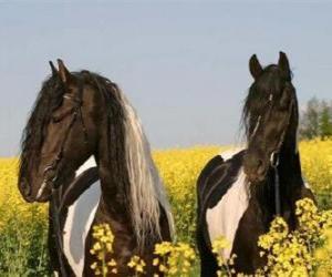 Układanka Dwa koni wśród kwiaty