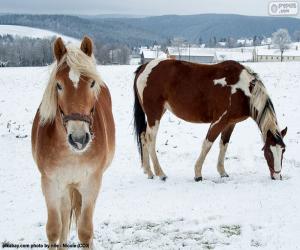 Układanka Dwa konie w snowy zwykły