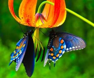 Układanka Dwa motyle na kwiatach