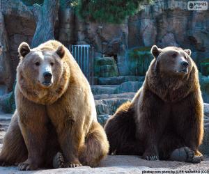 Układanka Dwa niedźwiedzie brunatne