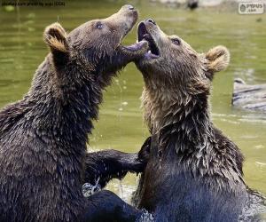 Układanka Dwa niedźwiedzie w wodzie