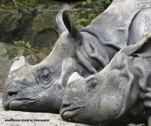 Układanka Dwa nosorożce odpoczywające