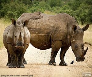 Układanka Dwa nosorożce
