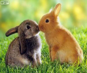 Układanka Dwa piękne króliki twarzą w twarz