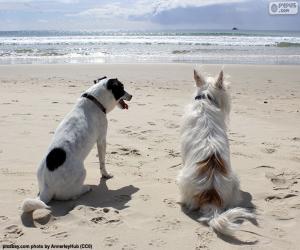 Układanka Dwa psy na plaży