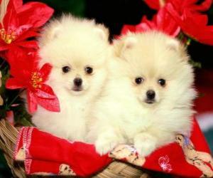 Układanka dwa psy obok roślin Boże Narodzenie