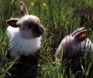 Układanka Dwie młode króliki w trawie