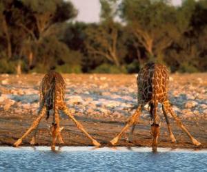 Układanka Dwie żyrafy, spożywanie alkoholu w stawie na sawannie