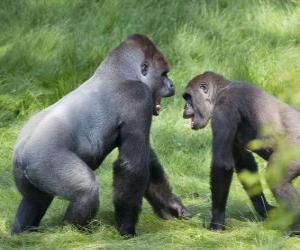 Układanka Dwóch młodych goryle chodzenie na czworakach