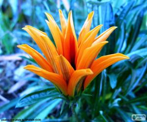 Układanka Egzotyczny kwiat pomarańczowy