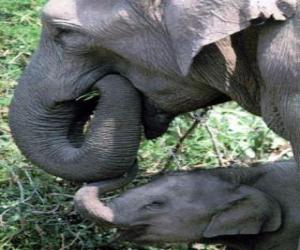 Układanka Elephant jedzenie