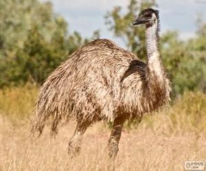 Układanka Emu drugim największym ptakiem