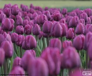 Układanka Fioletowe tulipany