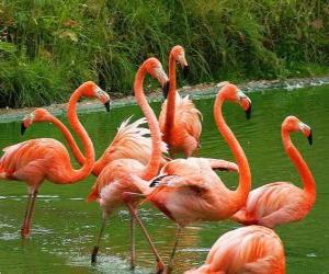 Układanka Flamingos w wodzie, duże ptaków wodnych w upierzeniu różowy