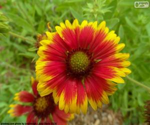 Układanka Flor Gaillardia pulchella