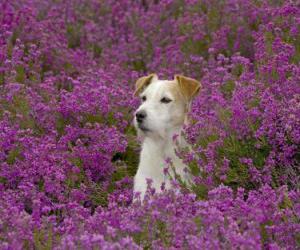 Układanka Fox Terrier w dziedzinie