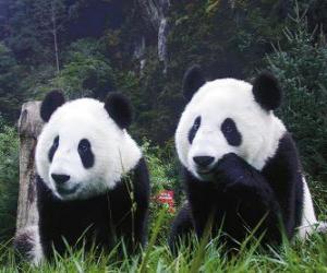 Układanka Giant pandy