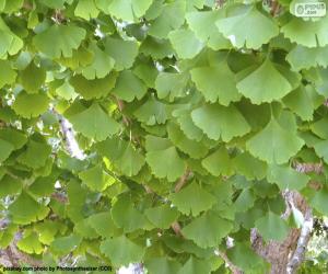 Układanka Ginkgo biloba liście