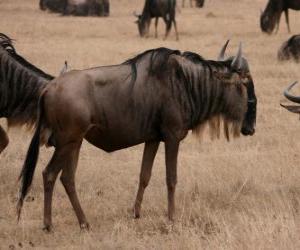 Układanka Gnu