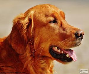 Układanka Golden retriever głowy