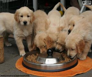 Układanka Golden retriever szczenięta