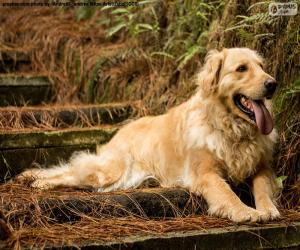 Układanka Golden retriever, w ogrodzie