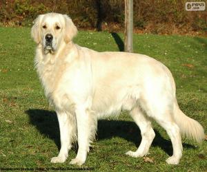 Układanka Golden retriever